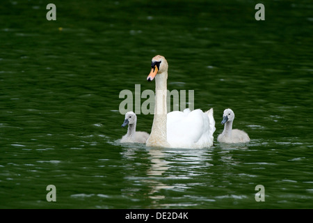 Mute Swan (Cygnus Olor) schwimmen mit zwei Cygnets auf Wichelsee See, Sarnen, Schweiz, Europa Stockfoto