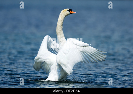 Höckerschwan (Cygnus Olor) schütteln Flügel, Zugersee, Zug, Schweiz, Europa Stockfoto