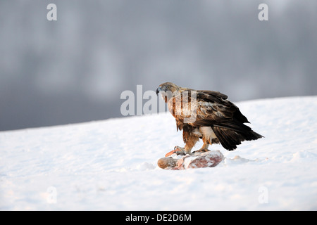 Steinadler (Aquila Chrysaetos), sitzen auf seine Beute, Naturpark Sinite Kamani, Bulgarien, Europa Stockfoto