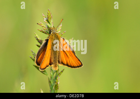 Essex Skipper oder europäischen Skipper (Thymelicus kleine), Zug, Schweiz, Europa Stockfoto