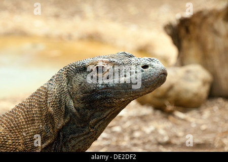 Komodo Dragon - Varanus Komodoensis, auch bekannt als Komodo Monitor, ein großes Reptil; Nahaufnahme des Kopfes, Stockfoto