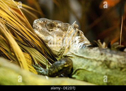 Eine stachelige Tailed Utila Leguan, -Ctenosaura Bakeri Stockfoto