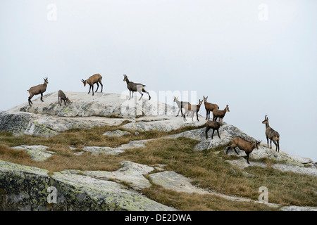 Herde von Gemsen (Rupicapra Rupicapra) stehend auf einem Felsvorsprung, Wallis, Schweiz, Europa Stockfoto