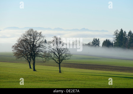 Stieleiche oder Pedunculate Eiche (Quercus Robur, Quercus Petraea) umgeben von herbstlichen Nebel, Lindenberg, Horben, Kanton Aargau Stockfoto