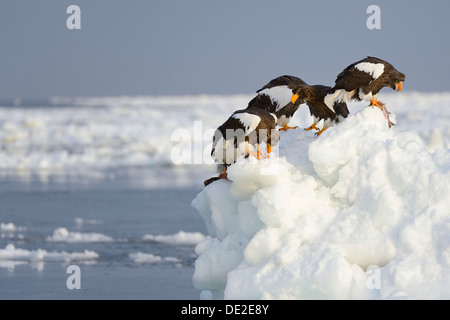 Gruppe von Stellers Seeadler (Haliaeetus Pelagicus) ernähren sich von Fischen, thront auf einer Eisscholle, Rausu, Menashi, Hokkaido, Japan Stockfoto