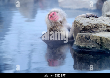 Japanischen Makaken oder Schnee-Affen (Macaca Fuscata), ein Bad in einer heißen Quelle zu nehmen, Affenpark Jigokudani, Präfektur Nagano, Japan Stockfoto