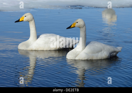 Zwei Singschwäne (Cygnus Cygnus), nebeneinander, Schwimmteich, Kussharo, Kawayu Onsen, Hokkaido, Japan Stockfoto