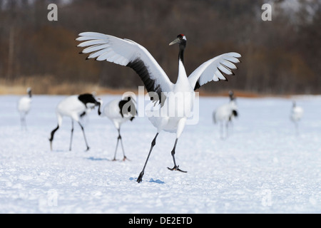 Rot-gekrönter Kran, japanischen oder Manchurian Kran (Grus Japonensis), Durchführung der Paarung Tanzes Stockfoto