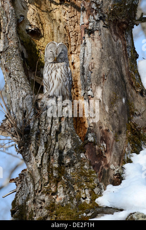 Habichtskauz (Strix Uralensis) thront auf einem alten Baumstamm, nisten in den alten Baum, Kawayu Onsen, Kushiro, Hokkaido, Japan Stockfoto