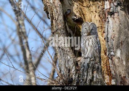 Habichtskauz (Strix Uralensis) thront auf einem alten Baumstamm, nisten in den alten Baum, Kawayu Onsen, Kushiro, Hokkaido, Japan Stockfoto