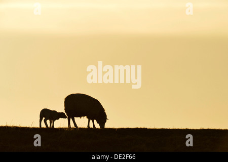 Texel Schafe, Mufflons (Ovis Orientalis Aries), Silhouette der Ewe und Lamm bei Dämmerung, Oudeschild, Texel, West Ostfriesischen Inseln Stockfoto