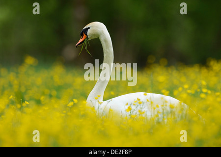 Höckerschwan (Cygnus Olor) ernähren sich von Hahnenfuß (Ranunculus), Sarnen, Kanton Obwalden, Schweiz Stockfoto