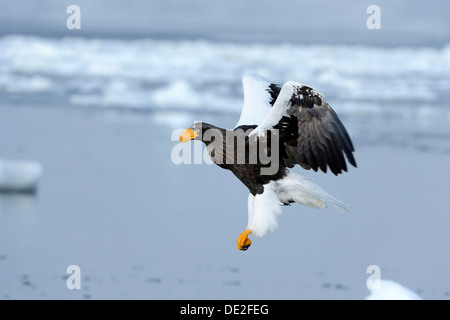 Steller der Seeadler (Haliaeetus Pelagicus) im Flug, Rausu, Menashi, Hokkaido, Japan Stockfoto