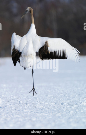 Rot-gekrönter Kran, japanischen oder Manchurian Kran (Grus Japonensis), Durchführung der Paarung Tanzes Stockfoto