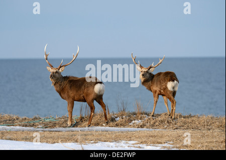 Gefleckte Rehe oder japanische Hirsch (Cervus Nippon Yesoensis), Männchen, zwei Hokkaido Sika Hirsch, Hirsche, Meer von Okhotsk auf Rückseite Stockfoto