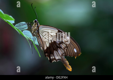 Afrikanische Schwalbenschwanz, Mocker Schwalbenschwanz oder fliegen Taschentuch (Papilio Dardanus) Stockfoto