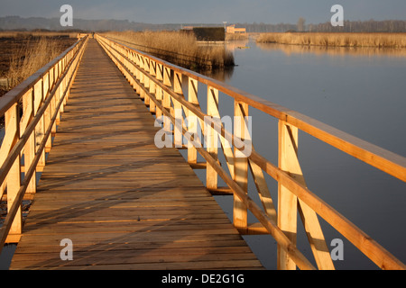 See Federsee Promenade am Morgen, See Federsee Bereich, Naturschutzgebiet, Landkreis Biberach, Oberschwaben, Baden-Württemberg Stockfoto