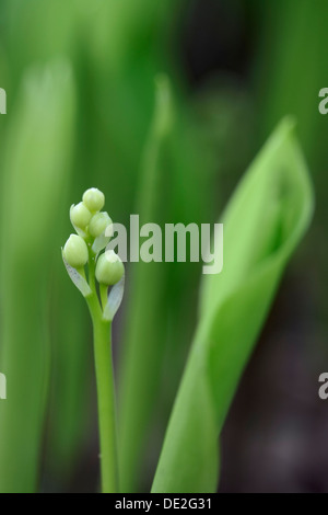 Knospen der Maiglöckchen Blumen (Convallariaarten Majalis) Stockfoto