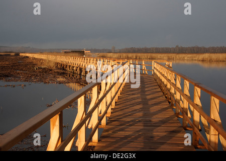 See Federsee Promenade am Morgen, See Federsee Bereich, Naturschutzgebiet, Landkreis Biberach, Oberschwaben, Baden-Württemberg Stockfoto