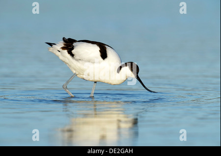 Trauerschnäpper Säbelschnäbler (Recurvirostra Avosetta) auf Nahrungssuche, West Ostfriesischen Inseln, Texel, Oosterend, Oosterend Stockfoto