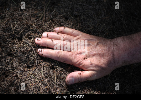 Männliche Hand drücken Sie auf einem Ameisenhaufen, Waldameisen (Formica) Stockfoto