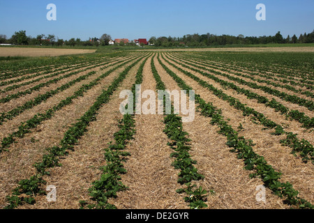 Pflanzen auf einem Feld gesät Reihen säen Stockfoto