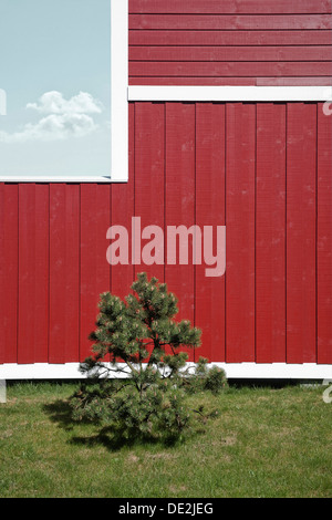 Rote Wand von einem dänischen Ferienhaus, eine kleine Kiefer an Front, spiegeln Wolken in das Fenster, Dänemark Stockfoto