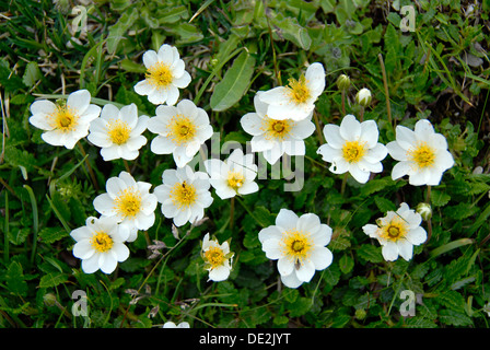 Mountain Avens, weiße Dryas und weißen Dryade (Dryas Octopetala), Mt. Kramer oder Kramerspitz Mt., in der Nähe von Garmisch-Partenkirchen Stockfoto