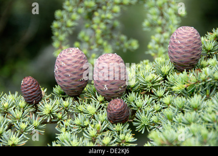 Zweig der eine Libanon-Zeder (Cedrus Libani Var Brevifolia) mit lila Zapfen, Tripylos, Troodos-Gebirge, Südzypern Stockfoto