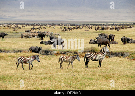 Ebenen Zebra oder Burchell Zebra (Equus Quagga), drei Zebras, gemeinsame Zebra, Stute mit zwei Fohlen, Streifengnu oder gemeinsamen Stockfoto