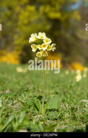 Echte Schlüsselblume (Primula Elatior), Wiese, Schlosspark Nymphenburg, München, Bayern, Oberbayern Stockfoto