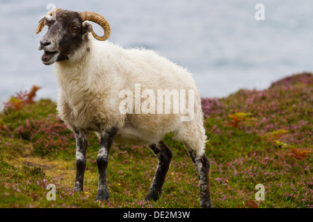 Ein einsamer Schaf auf der Insel Harris, Schottland. Stockfoto