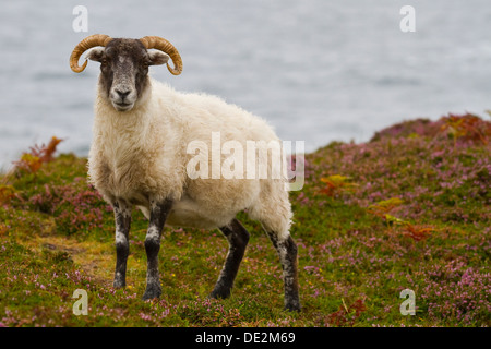 Ein einsamer Schaf auf der Insel Harris, Schottland. Stockfoto