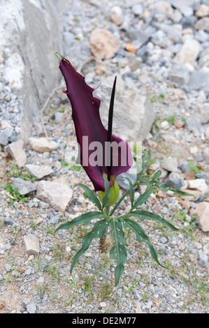 Dragon-Arum (Dracunculus Vulgaris) in felsigen Lebensraum, Rouwas-Schlucht, in der Nähe von Ano Zaros, Kreta, Griechenland, Europa Stockfoto