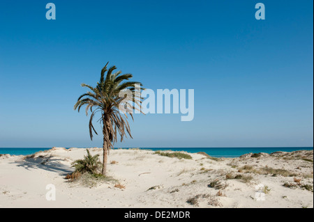 Verlassener Strand mit Palmen, weißem Sand, Insel Djerba, Tunesien, Maghreb, Nordafrika, Afrika Stockfoto