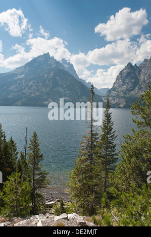 Koniferen, Küsten-Kiefer oder Lodgepole Pine (Pinus Contorta Subspecies Latifolia), Jenny Lake, Grand-Teton-Nationalpark, Teton Range Stockfoto