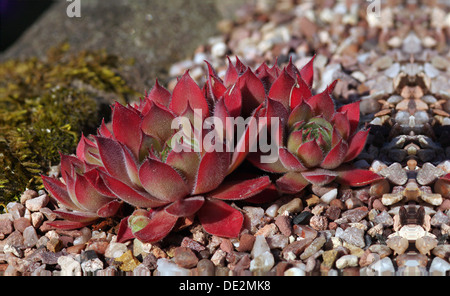 Sempervivum - Lavendel und SPITZENHÄUBCHEN Stockfoto