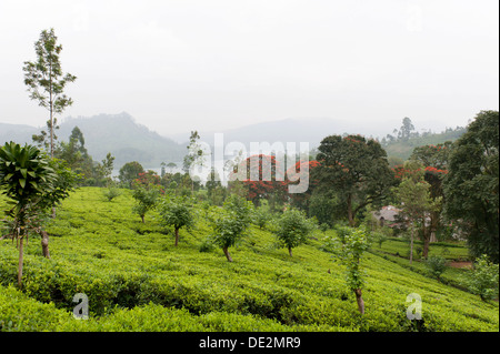 Tee-Plantage mit Bäumen, Teesträucher, Tee (Camellia Sinensis), Moray Estate in der Nähe von Dalhousie, Maskeliya Reservoir, Nuwara Eliya Stockfoto