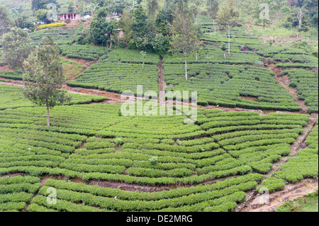 Teeplantage, Teepflanzen in Reihen, Tee (Camellia Sinensis), Moray Estate in der Nähe von Dalhousie, Maskeliya Reservoir, Nuwara Eliya Stockfoto