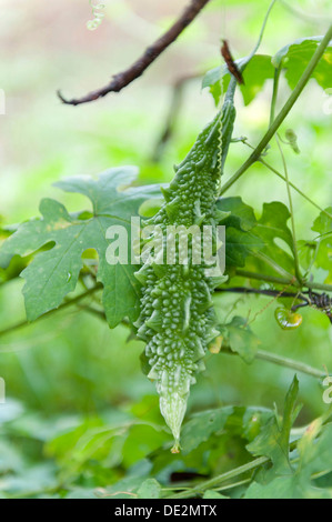 Bittermelone (Momordica Charantia), Früchte und Blätter, Kuda Oya, Sri Lanka Stockfoto