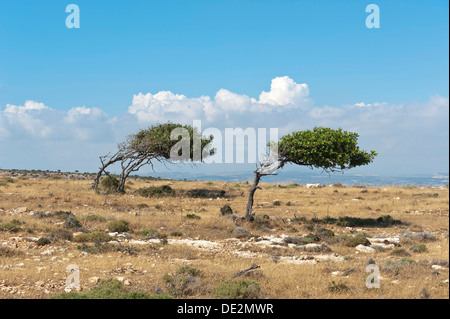 Wind geblasen Bäume, Wachstum Anomalien, zwei Johannisbrotbaum (Ceratonia Siliqua) wachsen Bäume in eine Richtung vor dem Wind, Cap Aspro Stockfoto