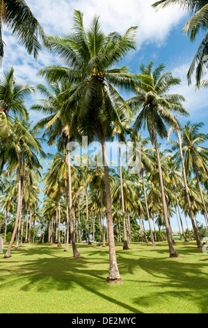 Kokospalmen (Cocos Nucifera) auf einer Plantage Kokosnuss Anbau, Khao Lak, Provinz Phang Nga, Thailand Stockfoto