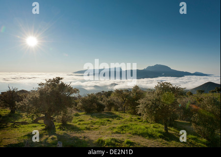 Sonne über eine Landschaft mit Bäumen, Mount Piton de Neiges hinten, Plaine des Cafres, in der Nähe von Bourg-Murat, La Réunion, Reunion Stockfoto