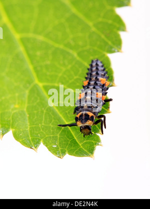 Larve des ein sieben-Punkt-Marienkäfer (Coccinella Septempunctata) Stockfoto