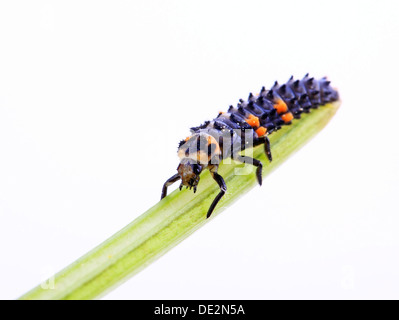 Larve des ein sieben-Punkt-Marienkäfer (Coccinella Septempunctata) Stockfoto