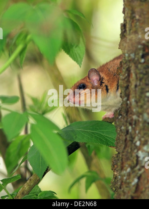 Essbare Siebenschläfer oder Fett Siebenschläfer (Glis Glis) thront auf einem Baum, Solms, Hessen Stockfoto