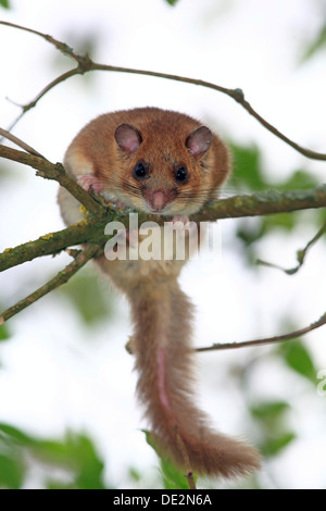 Essbare Siebenschläfer oder Fett Siebenschläfer (Glis Glis) thront auf dem Ast eines Baumes, Solms, Hessen Stockfoto