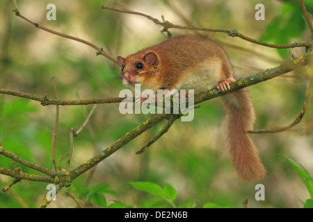 Essbare Siebenschläfer oder Fett Siebenschläfer (Glis Glis) thront auf Ästen eines Baumes, Solms, Hessen Stockfoto