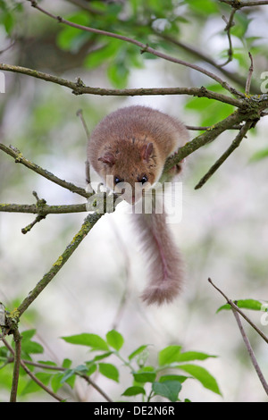 Essbare Siebenschläfer oder Fett Siebenschläfer (Glis Glis) thront auf einem Ast eines Baumes, Solms, Hessen Stockfoto