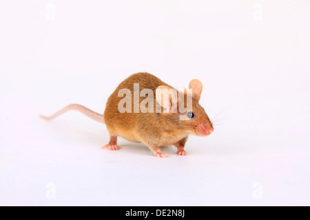 Ausgefallene Maus, eine domestizierte Form der Hausmaus (Mus Musculus) Stockfoto